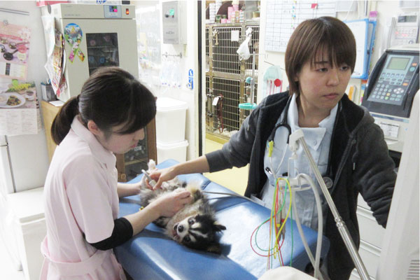 ワンちゃん診療