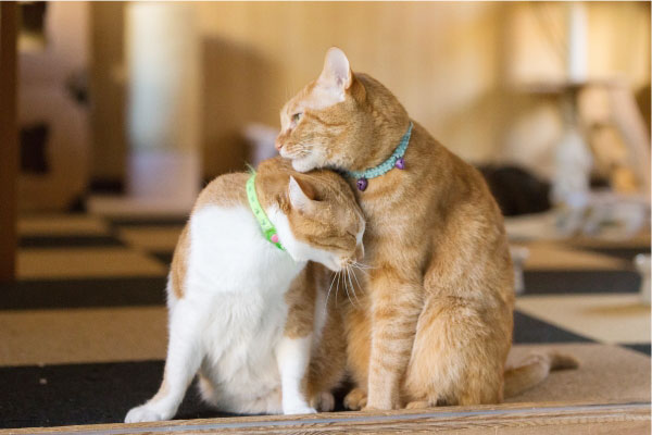 高齢猫との暮らし