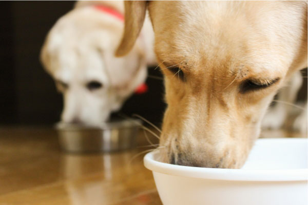 高齢犬との暮らし